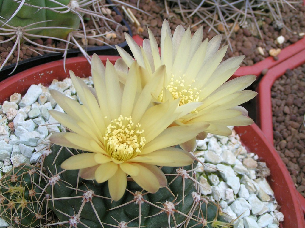 Gymnocalycium guerkeanum